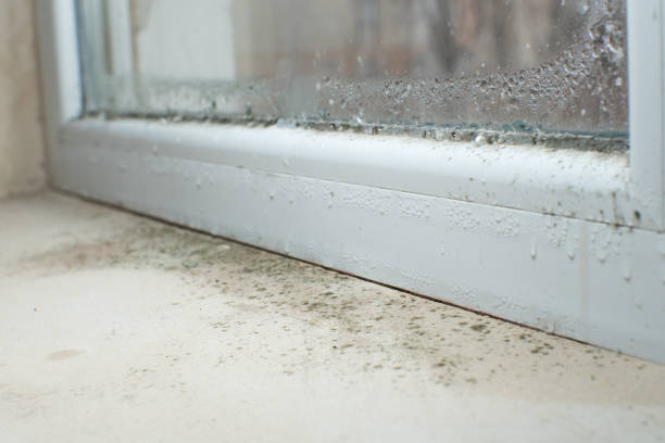 Mold Odor Removal Services in Nocona, TX